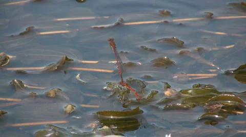 Large Red Damselfly (Pyrrhosoma nymphula) laying eggs Stock Footage