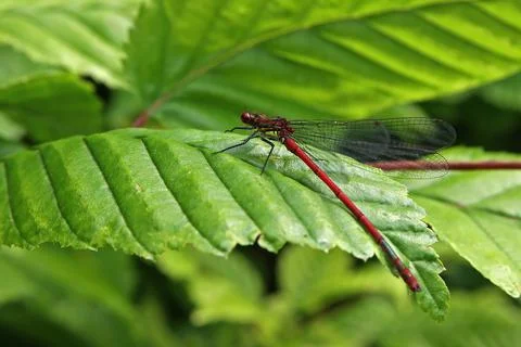 Large Red Damselfly sitting on a leaf Stock Photos