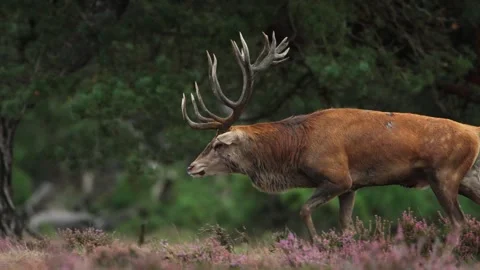 Large red deer bows head attracting mate during rutting season, telephoto Video stock 251635963