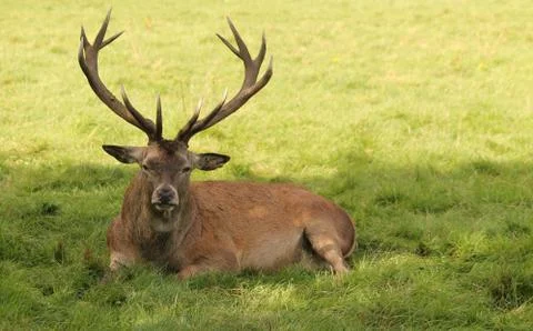 Large Red Deer. Stock Photos