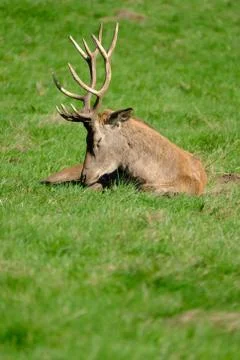 Large Red Deer Stag Resting in Midday Sun Stock Photos