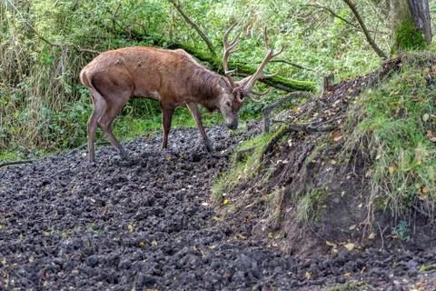 A large red deer walks through the mud Stock Photos