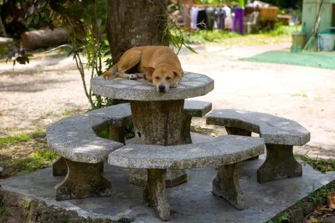 A large red dog in a collar sleeps on a stone table. Foto stock