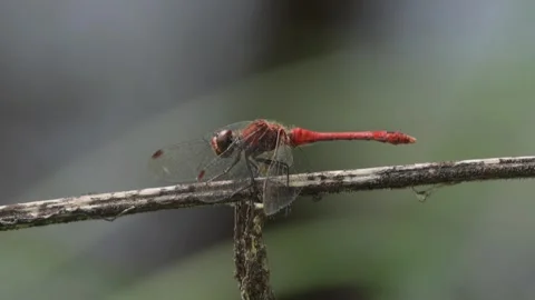 Large red dragonfly, close-up red dragonfly, Sympetrum Stock Footage 286729952