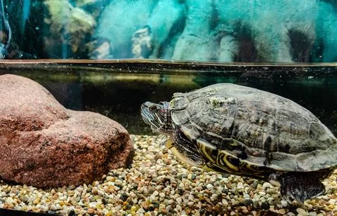 Large red-eared turtle in an aquarium under water on side next to large stone Stock Photos