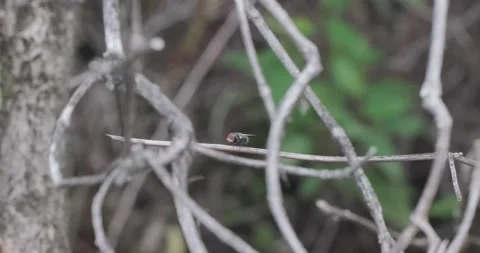 Large Red Eyed Fly on a Branch Stock Footage 229045103