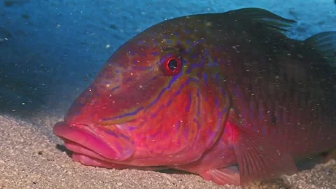 Large Red Fish Resting on Sandy Cave Floor Stock Footage 336039651