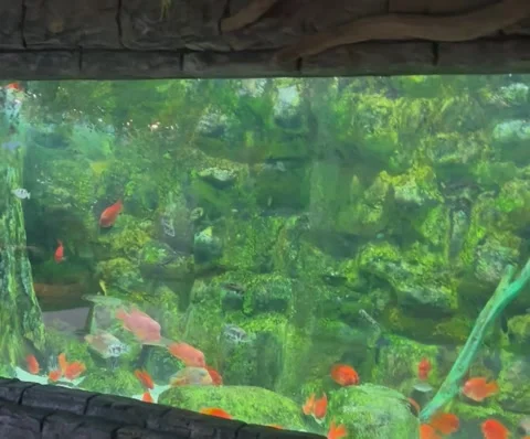 Large Red Fish Swimming in a Spacious Aquarium – Stunning Indoor Display 库存影片 338087770