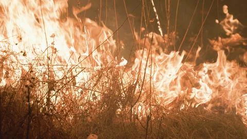 Large red flames from the burning forest Stock-Fotos