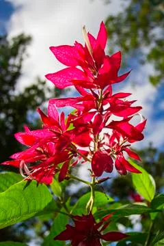 Large red flower Stock-Fotos