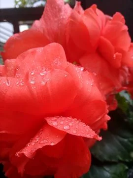Large red flower. Stock Photos