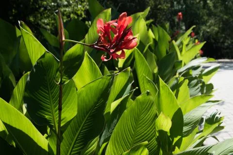 Large red flower of red Canna. Rays of the bright summer sun. background, tex Stock Photos