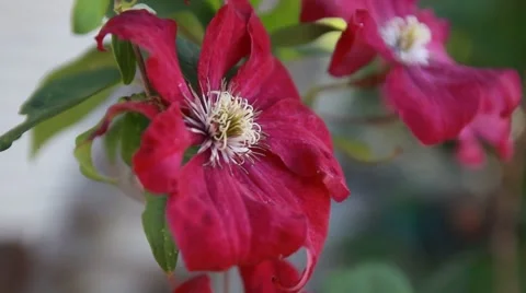 Large red flowers on the bush Stock Footage 52512453