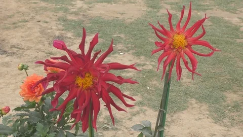 Large red flowers on green branches in the pots Stock Footage 126767887
