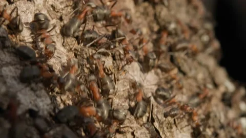 Large red forest ants close-up. Macro photography of ants on an anthill. Stock Footage 238393703