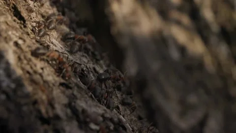Large red forest ants close-up. Macro photography of ants on an anthill. Stock Footage 238393790