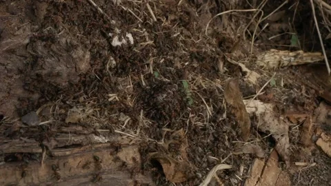Large red forest ants close-up. Macro photography of ants on an anthill. Stock Footage 238393793