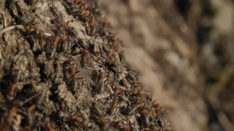 Large red forest ants close-up. Macro photography of ants on an anthill. Stock Footage 238393955