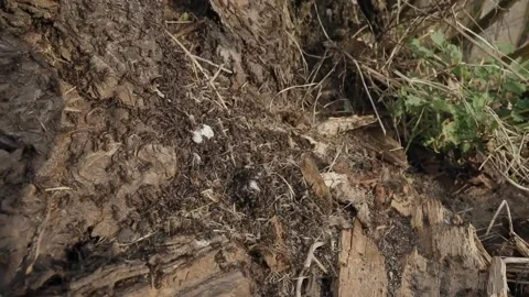 Large red forest ants close-up. Macro photography of ants on an anthill. Stock Footage 238393979