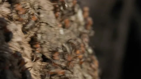 Large red forest ants close-up. Macro photography of ants on an anthill. Stock Footage 238394145