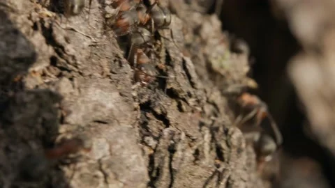 Large red forest ants close-up. Macro photography of ants on an anthill. Stock Footage 238394248