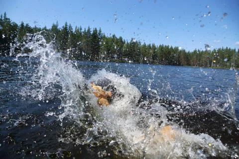 A large red-haired dog dived into the lake, there is a dive and a lot of spla Stock Photos