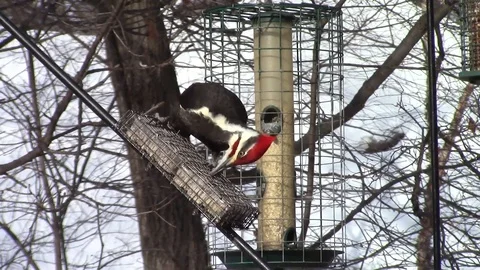 Large red headed woodpecker Stock Footage