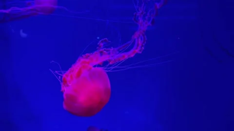 Large red jellyfish swimming in deep blue water Stock Footage 320602753