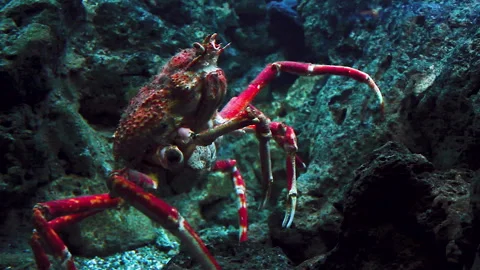 A Large Red King Crab crawls through the rocky atmosphere of his Stock Footage 133022359