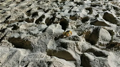 Large red land crab crawling across sand near the ocean coastline Video stock 331099471