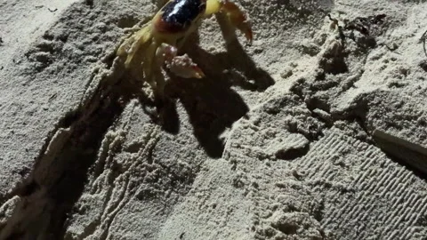 Large red land crab crawling across sand near the ocean coastline 스톡 동영상 331099480