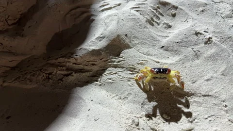 Large red land crab crawling across sand near the ocean coastline Video stock 331099549