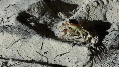 Large red land crab crawling across sand near the ocean coastline Video stock 331099555