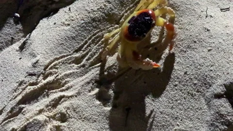 Large red land crab crawling across sand near the ocean coastline Stock-Footage 331099606