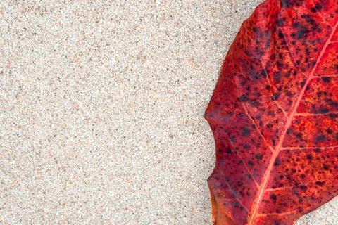 Large red leaf on the sand covered with black dots Foto stock