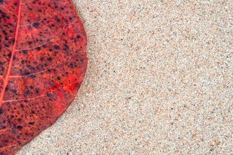 Large red leaf on the sand covered with black dots Foto stock