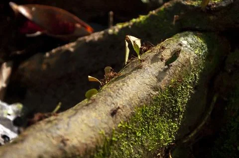 Large Red Leafcutter Ants Carrying Leaves in the Amazon Rainforest, Ecuador Stock Photos