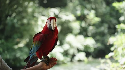 A large red Macaw parrot sitting on a child's hand against the backdrop of trees Stock Footage 248250796