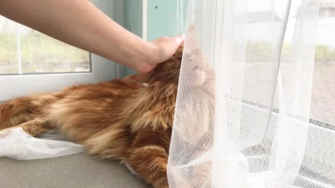 Large red marble Maine coon cat lies by the window. Female hand strokes a cat Stock Footage 314830892