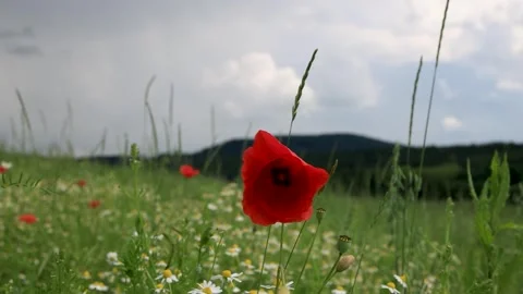 Large red openwork poppy flower in the wind Stock Footage 243376193