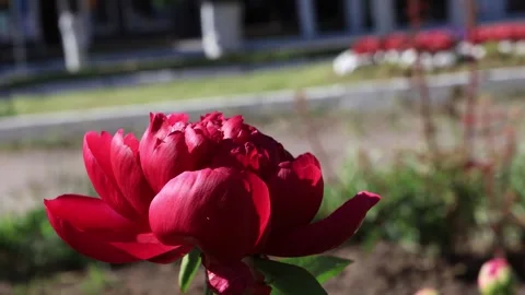 A large red peony flower sways in the wind. B roll Stock Footage 280900853
