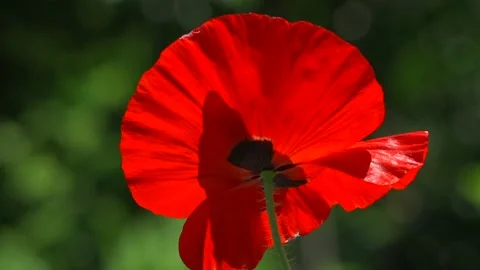 A large red poppy. Stock Footage 94570779