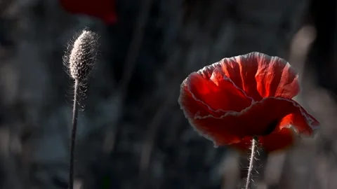 A large red poppy with a white border.The flower is odorless. Stock Footage 94652886