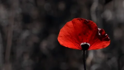 A large red poppy with a white border.The flower is odorless. Stock Footage 94652904