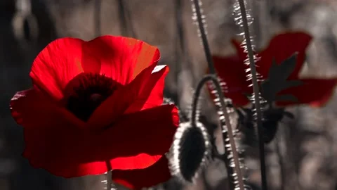A large red poppy with a white border.The flower is odorless. Stock Footage 94652928