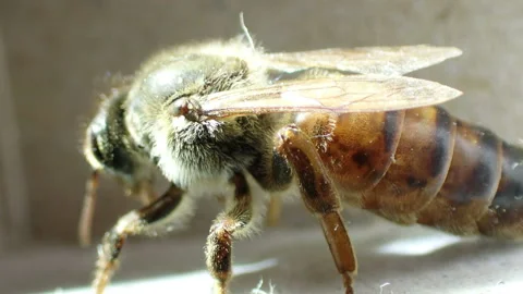 Large red queen bee Stockbeeldmateriaal 161474071