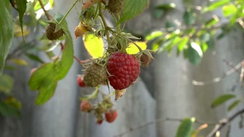 A large red raspberry berry hangs on a branch with green leaves and sways in  Видео 109403780