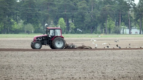 A large, red retro tractor with a trailing plow is working in a field on a Sunny Stock Footage 132150305