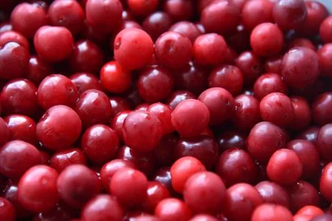 Large red ripe cherry close-up. Background of cherry berries. 写真素材