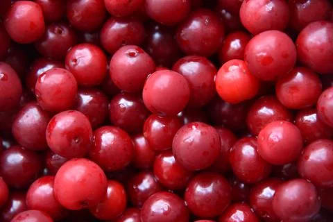 Large red ripe cherry close-up. Background of cherry berries. 写真素材
